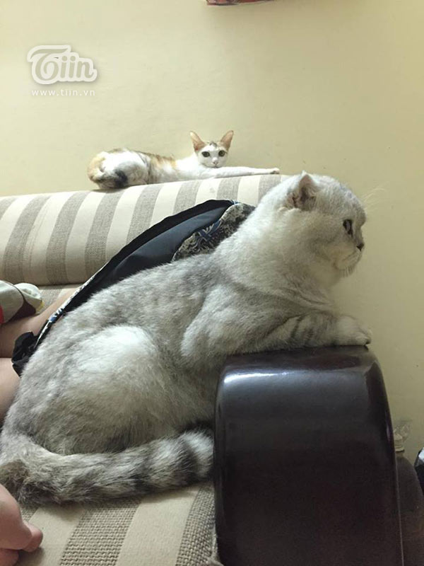Gặp Tôm - Chú mèo khổng lồ mặt siêu ngố đang khiến cư dân mạng Việt Nam thích thú  - Ảnh 12.
