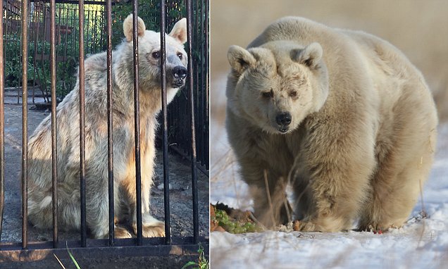 Hãy nhìn xem chuyện gì đã xảy ra khi chú gấu này được giải thoát sau 30 năm giam cầm - Ảnh 2.