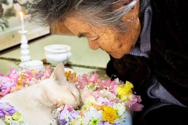 Tạm biệt Fukumaru, chú mèo Nhật Bản từng khiến hàng triệu người yêu mến - Ảnh 2.