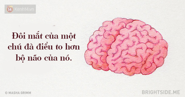 20 sự thật ngỡ là vô lý nhưng lại hoàn toàn đúng khiến bạn há hốc miệng - Ảnh 12.