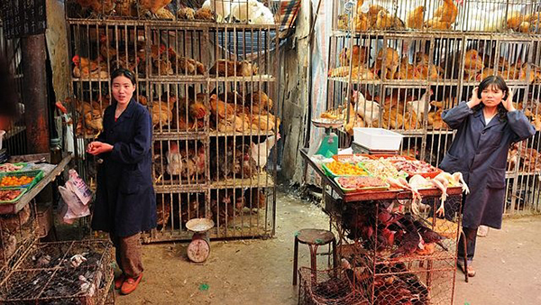 Tại sao thịt g&agrave; Trung Quốc lại c&oacute; gi&aacute; rẻ đến thế? - Ảnh 2.