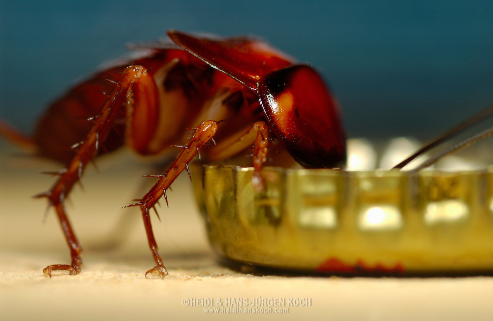 Chế bẫy gián một phát chết trăm cực hiệu quả chỉ với lon bia - Ảnh 3. Chế bẫy gián một phát chết trăm cực hiệu quả chỉ với lon bia - Ảnh 3.