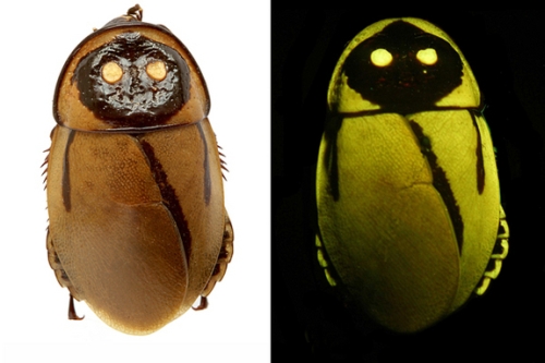 Diệu kì những loài bọ có thể tự phát sáng trong đêm - Ảnh 6. Diệu kì những loài bọ có thể tự phát sáng trong đêm - Ảnh 6.