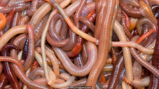 5 sự thật th&uacute; vị chẳng ai hay về lo&agrave;i vật được mệnh danh l&agrave; rồng đất - Ảnh 13.