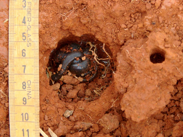 5 sự thật th&uacute; vị chẳng ai hay về lo&agrave;i vật được mệnh danh l&agrave; rồng đất - Ảnh 6.