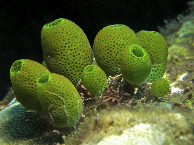 Giải m&atilde; hiện tượng kinh dị: Động vật... tự ăn ch&iacute;nh m&igrave;nh! - Ảnh 6.