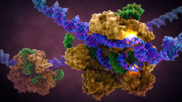 Tìm ra cách kháng virus HIV từ việc biến đổi gene phôi thai người - Ảnh 2.
