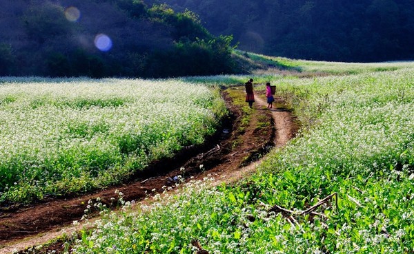 Tháng 11 đến rồi, nhất định phải đi Tây Bắc để hưởng cái lạnh và ngắm 3 loài hoa này - Ảnh 13.