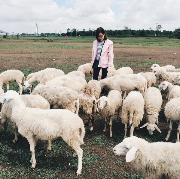3 cánh đồng nuôi cừu ở Việt Nam, tới đây chụp kiểu gì cũng có ảnh xinh! - Ảnh 8.