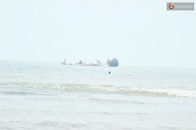 Xác cá voi nặng hơn 7 tấn trôi dạt vào bờ biển Nghệ An - Ảnh 1.