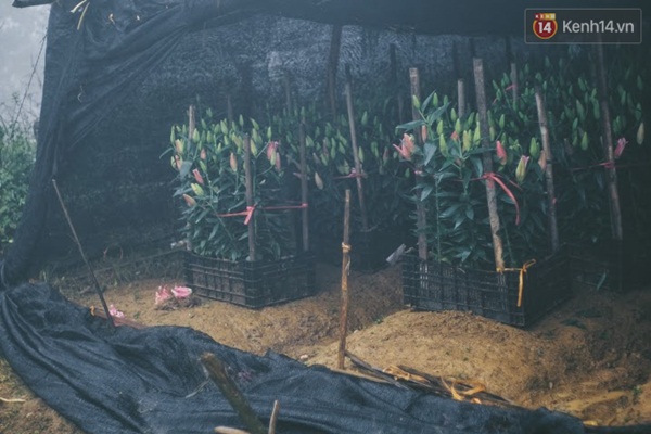 Người trồng hoa ly vui mừng khi thấy tuy&ecirc;́t rơi ở Sa Pa - Ảnh 5.