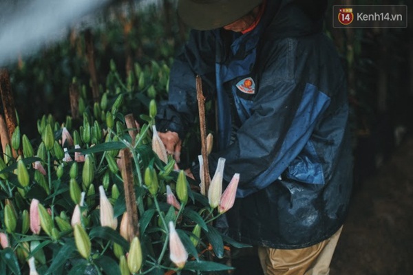 Người trồng hoa ly vui mừng khi thấy tuy&ecirc;́t rơi ở Sa Pa - Ảnh 3.