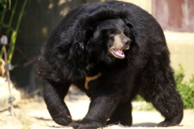 Nhật Bản: gấu đột nhập vào xe ô tô, giết chết nữ nhân viên trong công viên hoang dã - Ảnh 1.