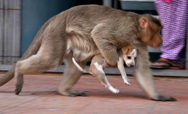 Khỉ mẹ cưu mang chú chó nhỏ như chính con đẻ của mình - Ảnh 4.