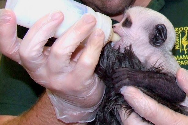 Khỉ con c&oacute; khu&ocirc;n mặt giống ch&uacute;a tể Voldemort - Ảnh 4.