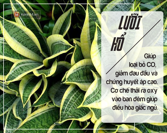 Để 5 loại c&acirc;y n&agrave;y trong nh&agrave; vừa l&agrave;m sạch kh&ocirc;ng kh&iacute; vừa tốt cho sức khỏe - Ảnh 7.