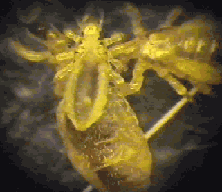 C&oacute; n&ecirc;n dọn dẹp cỏ... chỗ ấy kh&ocirc;ng? C&acirc;u trả lời ở ngay đ&acirc;y! - Ảnh 3.