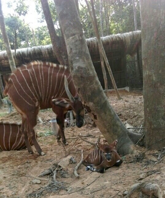 Vinpearl Safari Ph&uacute; Quốc b&aacute;c bỏ th&ocirc;ng tin 1.000 con chim v&agrave; gần 700 động vật c&oacute; v&uacute; đ&atilde; chết - Ảnh 4.