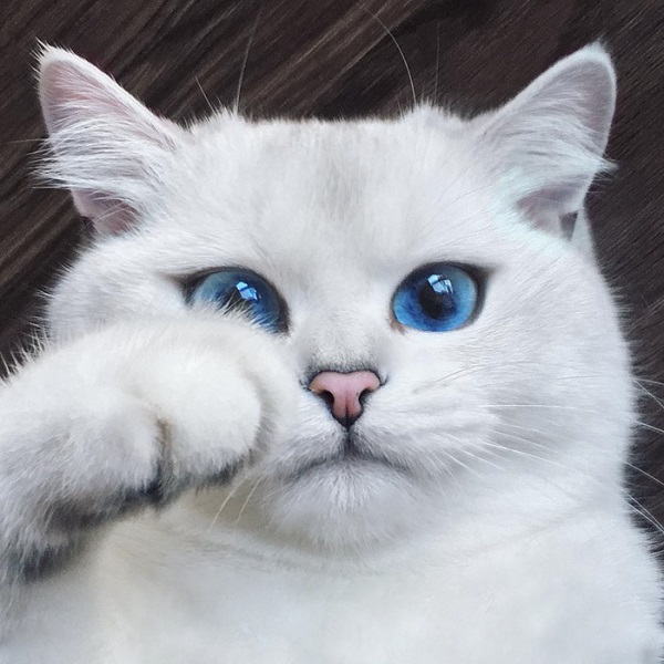 Nét đôi mắt trong veo của chú mèo khiến ai nhìn thấy cũng phải thích thú. Hãy xem hình ảnh để được chứng kiến sự đáng yêu của chú mèo này.
