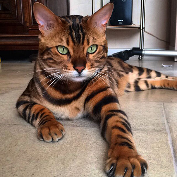 Chân dung chú mèo hổ báo nổi tiếng giang hồ năm 2016 - Ảnh 6.