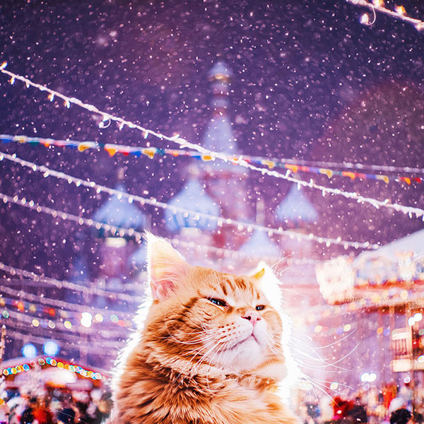 Thế giới cổ tích vi diệu của chú mèo Nga béo núc ních - Ảnh 2.