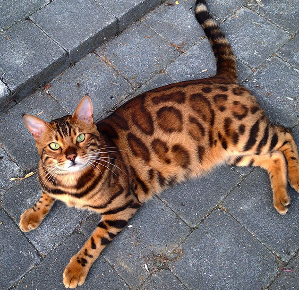 Chân dung chú mèo hổ báo nổi tiếng giang hồ năm 2016 - Ảnh 3.
