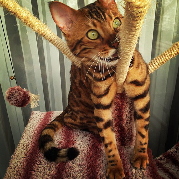 Chân dung chú mèo hổ báo nổi tiếng giang hồ năm 2016 - Ảnh 2.
