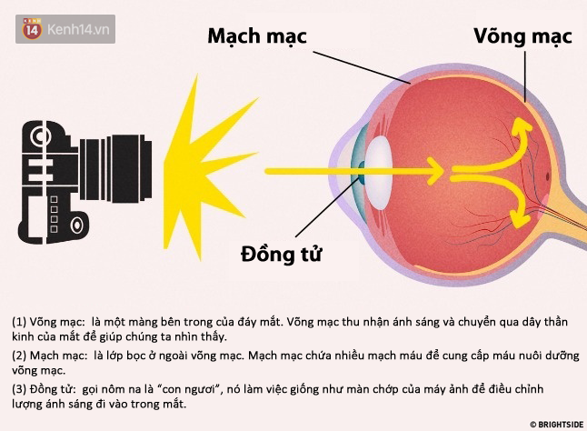 Ai cũng từng thắc mắc tại sao chụp ảnh ban đêm lại bị mắt đỏ! - Ảnh 1.