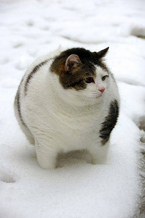 Bạn đang tìm kiếm một hình ảnh về mèo béo đáng yêu? Hãy xem ngay để thưởng thức vẻ đẹp ngọt ngào của chú mèo béo trong tấm hình này. Hãy thư giãn và cảm nhận sự dễ thương của chú mèo này.