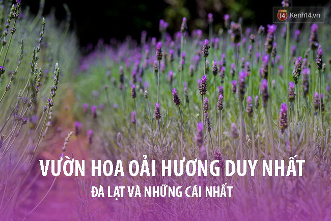 Đà Lạt - nơi mà bạn chẳng thể ngờ có vô vàn những cái nhất - Ảnh 1.