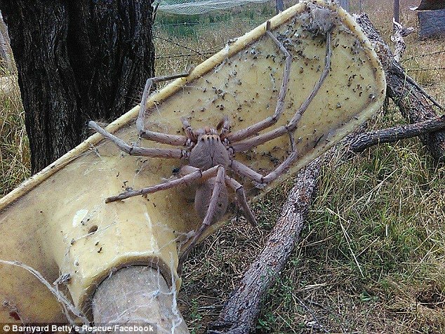 Khóc thét vì quái vật nhện khổng lồ to bằng con ghẹ - Ảnh 1.