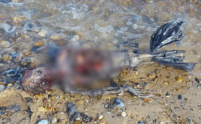Tìm thấy xác Người cá thối rữa trôi dạt vào bờ biển - Ảnh 2.