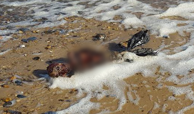 Tìm thấy xác Người cá thối rữa trôi dạt vào bờ biển - Ảnh 3.