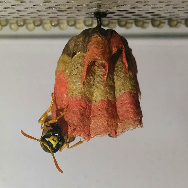 Bí quyết độc đáo của người chuyên đi xây tổ ấm cầu vồng cho ong - Ảnh 2.