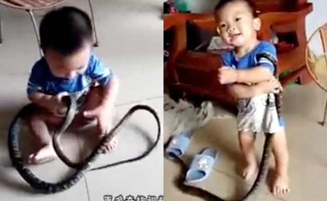 Video bé trai chơi với rắn khiến người lớn xem cũng thấy rùng mình - Ảnh 2.