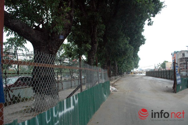 H&agrave; Nội: Loạt c&acirc;y cổ thụ đường L&aacute;ng ch&iacute;nh thức bị đốn hạ - Ảnh 1.