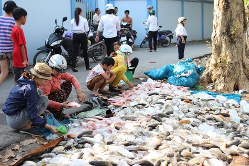 Cá bè chết hàng loạt ở Đồng Nai là do thiếu ôxy - Ảnh 1. Cá bè chết hàng loạt ở Đồng Nai là do thiếu ôxy - Ảnh 1.