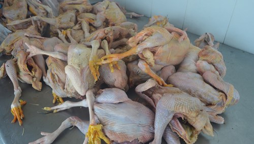 Hàng trăm con gà bốc mùi, rỉ nước trên xe khách - Ảnh 1.