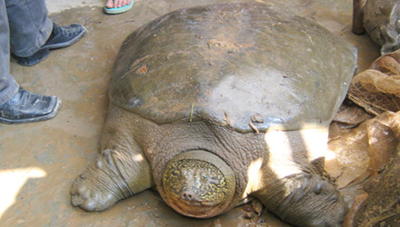 R&ugrave;a Đồng M&ocirc; kh&oacute; sống nếu về hồ Ho&agrave;n Kiếm - Ảnh 1.