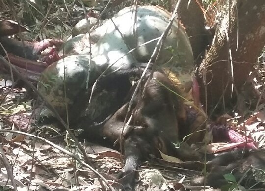 Bò tót bị giết chết tại khu bảo tồn thiên nhiên văn hóa Đồng Nai - Ảnh 1.