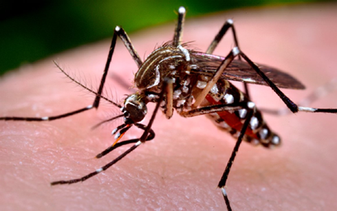 Hàn Quốc công bố ca nhiễm virus Zika đầu tiên - Ảnh 1.