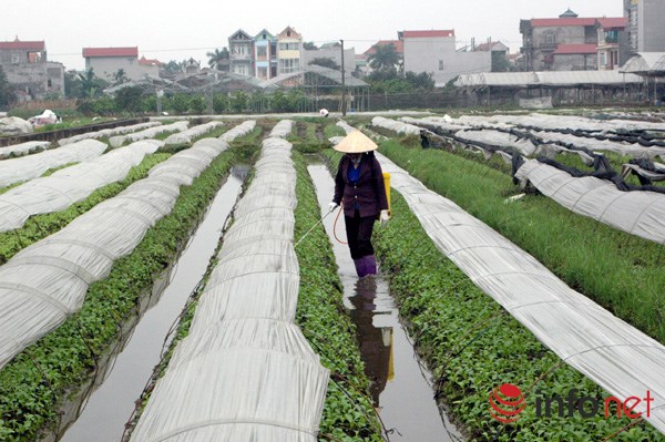 Rau an toàn không kiểm soát chặt, 20 năm chưa có ai ngộ độc! - Ảnh 1.