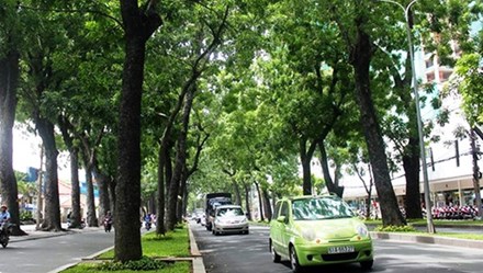 Hàng trăm cổ thụ có nguy cơ bị trảm - Ảnh 1.