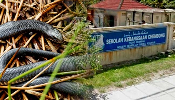 Nắng nóng bất thường, Malaysia có 700 người bị rắn cắn - Ảnh 1.