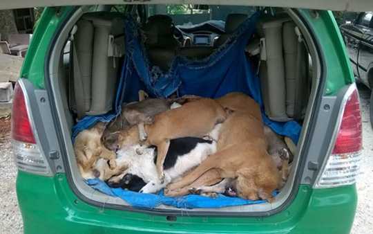 Truy tìm 2 “cẩu tặc” thuê taxi chở 16 con chó trộm - Ảnh 1.