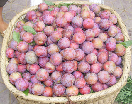 4.000 tấn mận Tàu v…