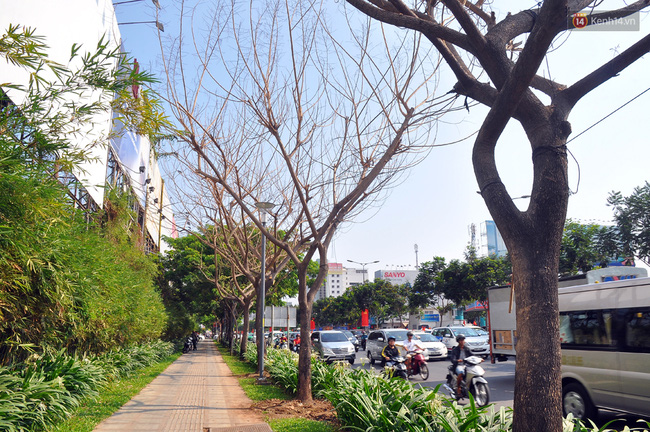 Cận cảnh những cây xanh chết bất thường ở Sài Gòn, nghi bị bức tử - Ảnh 1.