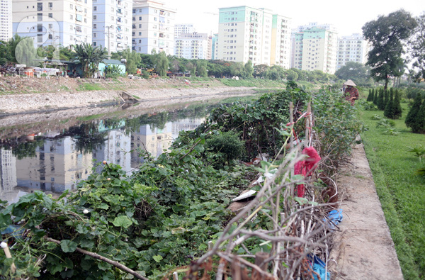 Vườn rau sạch tươi tốt ăn không hết dọc bờ kè sông Tô Lịch khiến ai cũng... phát thèm - Ảnh 1.