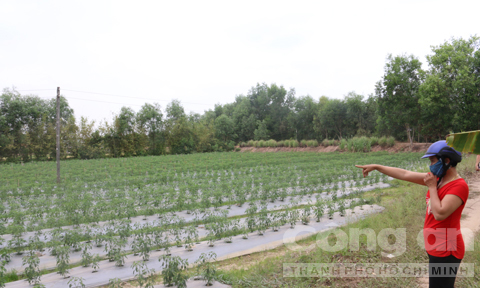 Kì 1: Tội ác kinh hoàng trong ngôi mộ giữa phòng ngủ - Ảnh 1.
