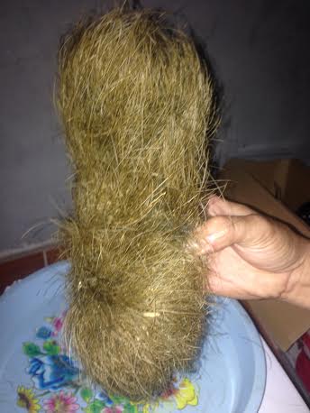Vĩnh Phúc: Mổ lợn thấy trứng vàng nghi cát lợn tiền tỷ - Ảnh 1.